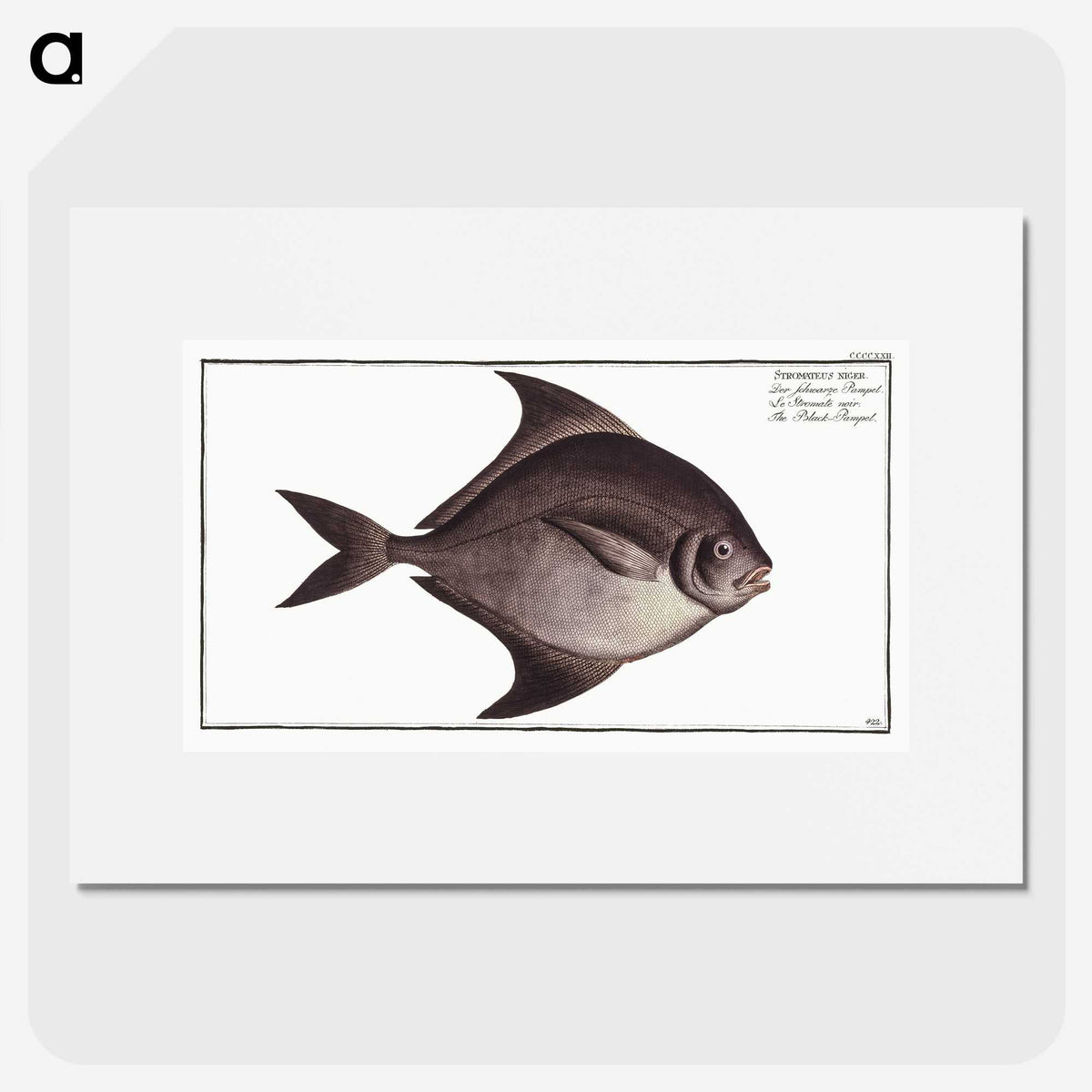 3-30_Ichtyologie-ou-Histoire-naturelle_picture