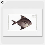 3-30_Ichtyologie-ou-Histoire-naturelle_picture