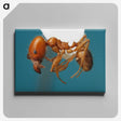 3-30_Insects-Unlocked-Project_canvas
