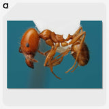 3-30_Insects-Unlocked-Project_picture-crop
