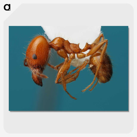 3-30_Insects-Unlocked-Project_picture-crop