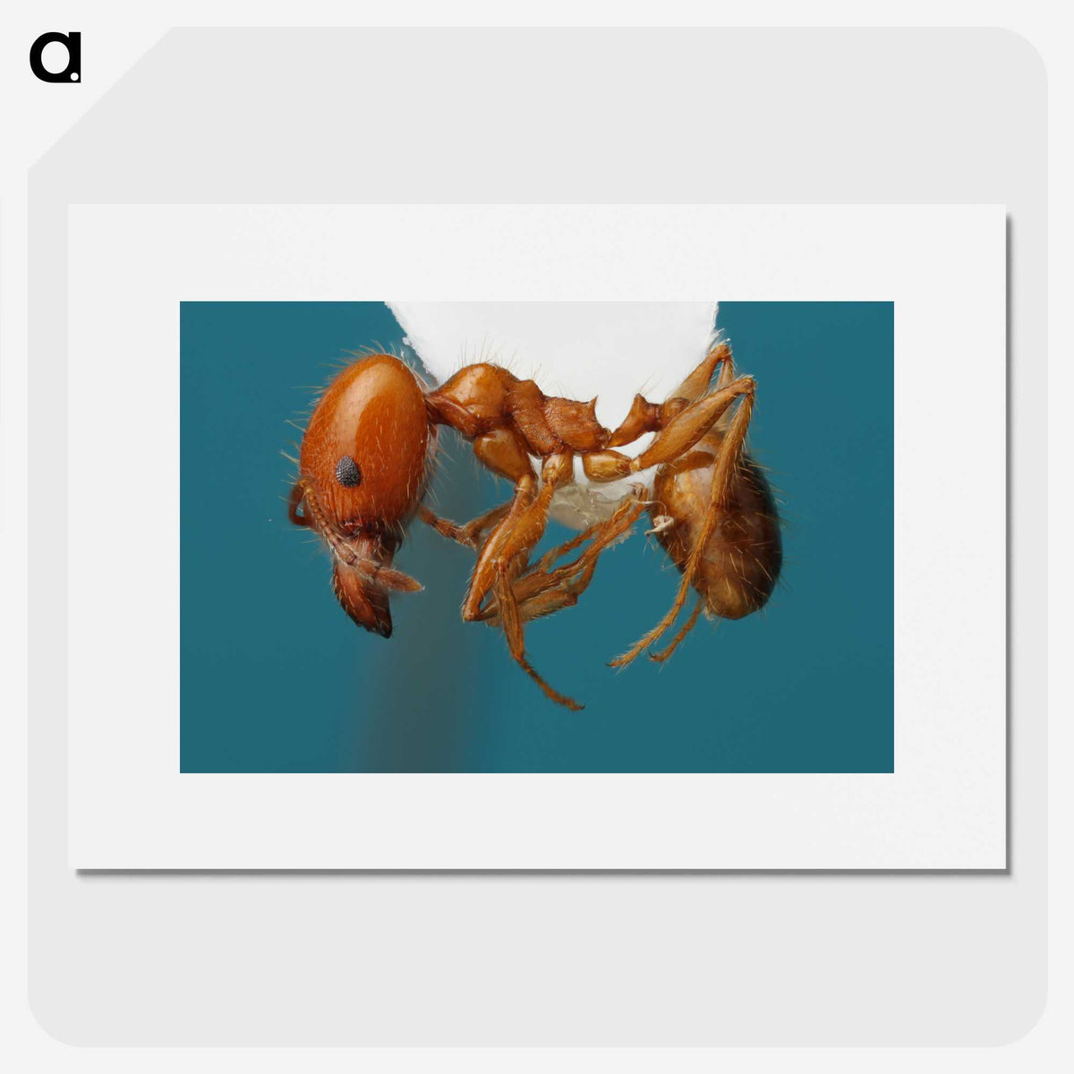 3-30_Insects-Unlocked-Project_picture