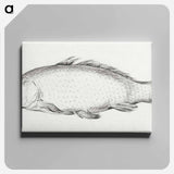 アートパネル-Fish - ジャン ベルナール Canvas.