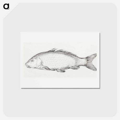 アートポストカード-Fish - ジャン ベルナール Postcard.