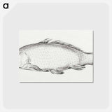 アートポストカード-Fish - ジャン ベルナール Postcard.