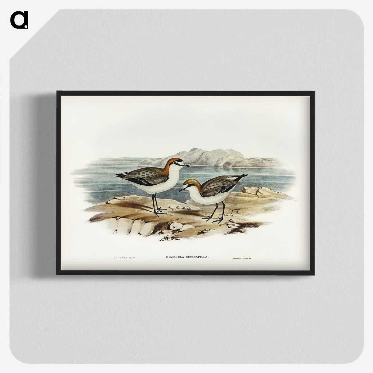 3-30_John-Gould_blk-crop