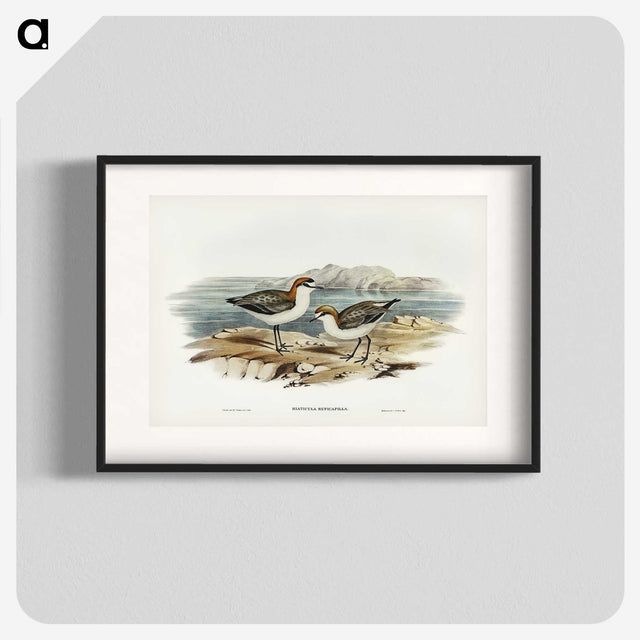 3-30_John-Gould_blk