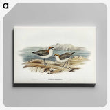 3-30_John-Gould_canvas