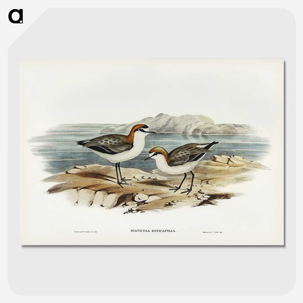 3-30_John-Gould_picture-crop