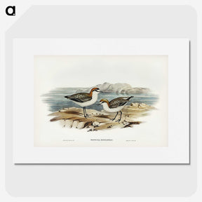 3-30_John-Gould_picture