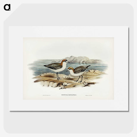 3-30_John-Gould_picture