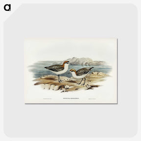 3-30_John-Gould_postcard