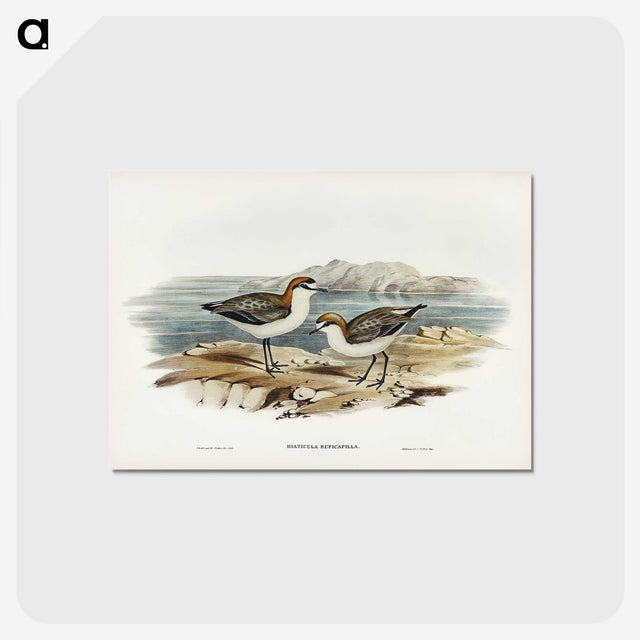 3-30_John-Gould_postcard