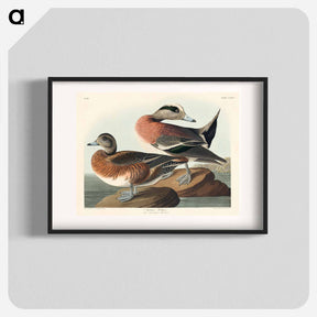 アートポスター-American Widgeon
 - ジョン ジェームス オーデュボン Poster.