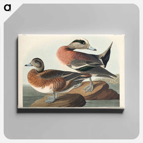 アートパネル-American Widgeon
 - ジョン ジェームス オーデュボン Canvas.