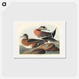 アートポストカード-American Widgeon
 - ジョン ジェームス オーデュボン Postcard.