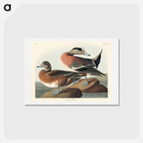 アートポストカード-American Widgeon
 - ジョン ジェームス オーデュボン Postcard.