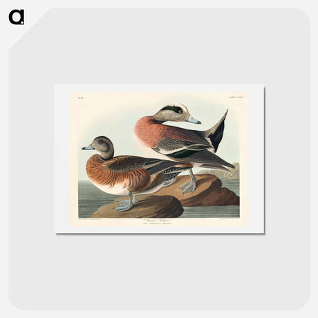 アートポストカード-American Widgeon
 - ジョン ジェームス オーデュボン Postcard.