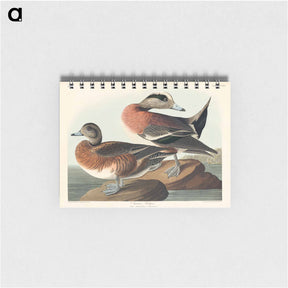 アートメモ帳-American Widgeon
 - ジョン ジェームス オーデュボン Memo.