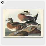3-30_John-James-Audubon_picture-crop