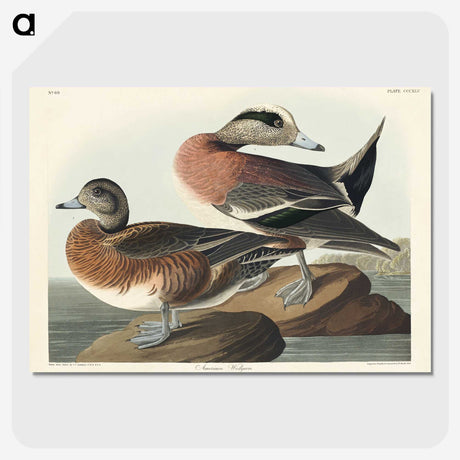 3-30_John-James-Audubon_picture-crop