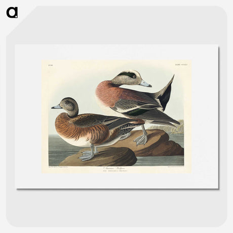 3-30_John-James-Audubon_picture