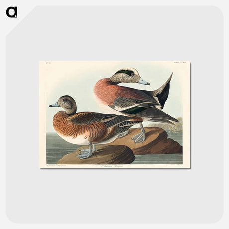 アートポストカード-American Widgeon
 - ジョン ジェームス オーデュボン Postcard.