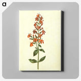 3-30_Maria-Sibylla-Merian_canvas