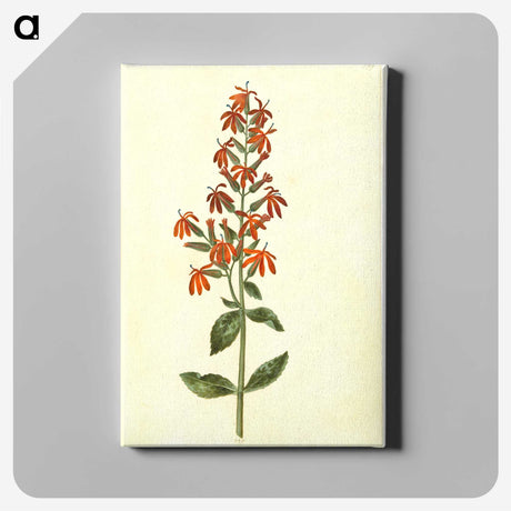 3-30_Maria-Sibylla-Merian_canvas