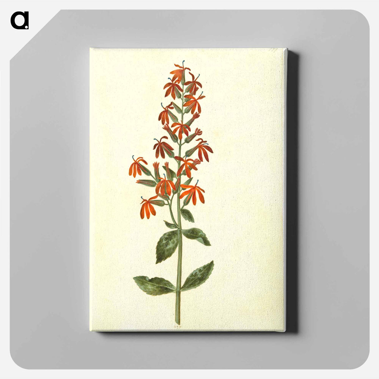 アートパネル-Lobelia cardinalis
 - マリア ジビーラ メーリアン Canvas.