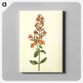 アートパネル-Lobelia cardinalis
 - マリア ジビーラ メーリアン Canvas.
