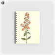 3-30_Maria-Sibylla-Merian_memo