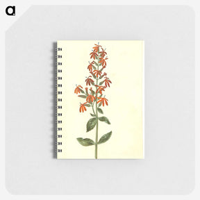3-30_Maria-Sibylla-Merian_memo