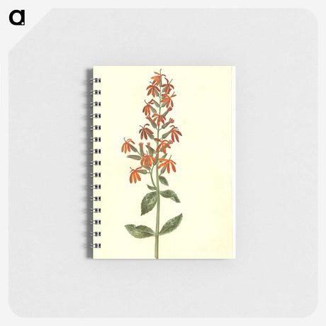 3-30_Maria-Sibylla-Merian_memo