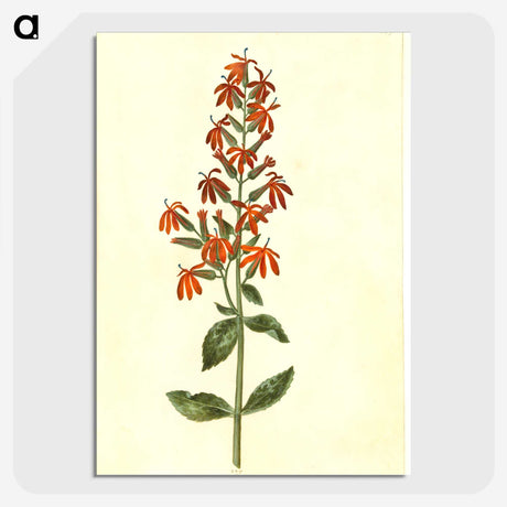 3-30_Maria-Sibylla-Merian_picture-crop