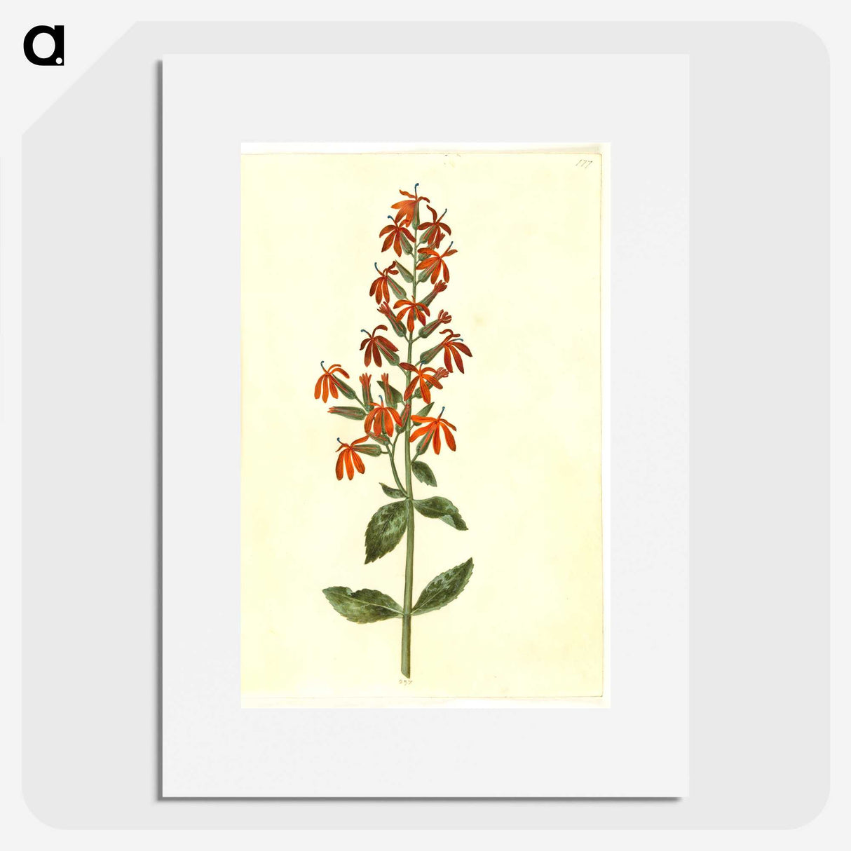 3-30_Maria-Sibylla-Merian_picture