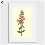 3-30_Maria-Sibylla-Merian_picture