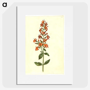 3-30_Maria-Sibylla-Merian_picture