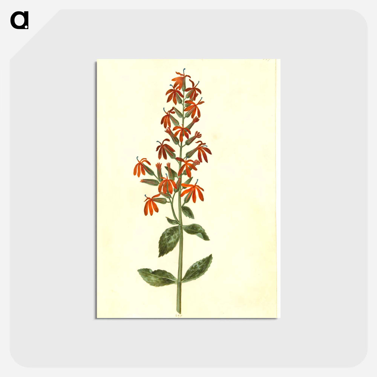 アートポストカード-Lobelia cardinalis
 - マリア ジビーラ メーリアン Postcard.