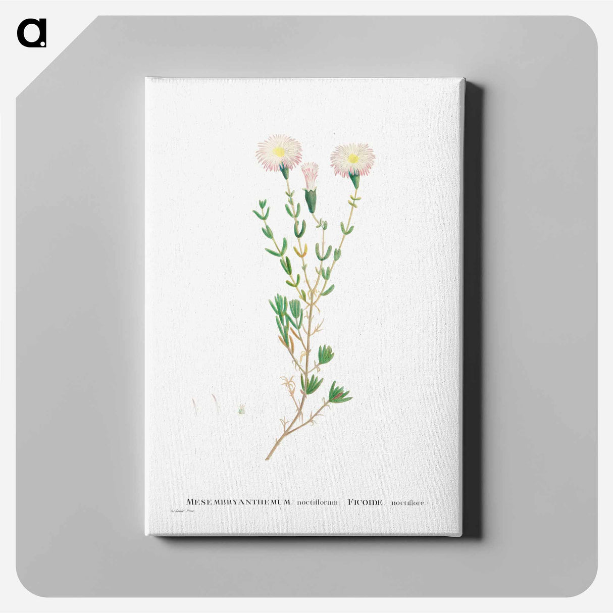 アートパネル-Mesembryanthemum Nodiflorum (Slenderleaf Iceplant) - ピエール ジョゼフ ルドゥーテ Canvas.