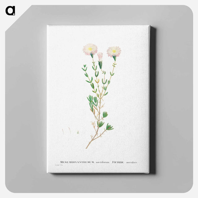 アートパネル-Mesembryanthemum Nodiflorum (Slenderleaf Iceplant) - ピエール ジョゼフ ルドゥーテ Canvas.