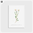 アートポストカード-Mesembryanthemum Nodiflorum (Slenderleaf Iceplant) - ピエール ジョゼフ ルドゥーテ Postcard.