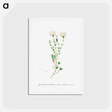 アートポストカード-Mesembryanthemum Nodiflorum (Slenderleaf Iceplant) - ピエール ジョゼフ ルドゥーテ Postcard.