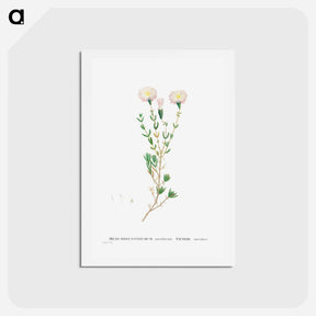 アートポストカード-Mesembryanthemum Nodiflorum (Slenderleaf Iceplant) - ピエール ジョゼフ ルドゥーテ Postcard.