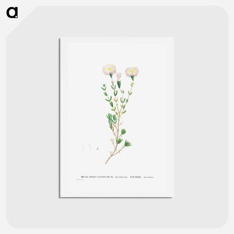 アートポストカード-Mesembryanthemum Nodiflorum (Slenderleaf Iceplant) - ピエール ジョゼフ ルドゥーテ Postcard.