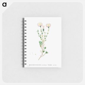 アートメモ帳-Mesembryanthemum Nodiflorum (Slenderleaf Iceplant) - ピエール ジョゼフ ルドゥーテ Memo.