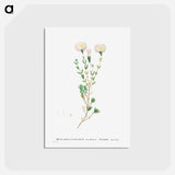 アートポストカード-Mesembryanthemum Nodiflorum (Slenderleaf Iceplant) - ピエール ジョゼフ ルドゥーテ Postcard.