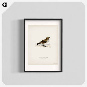 アートポスター-Horned Lark
 - スヴェンスカ フォグラル Poster.