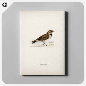 アートパネル-Horned Lark
 - スヴェンスカ フォグラル Canvas.