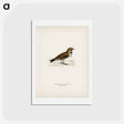 アートポストカード-Horned Lark
 - スヴェンスカ フォグラル Postcard.